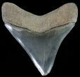 Fossil Megalodon Tooth - Georgia #68082-1
